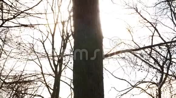 阳光穿过冬天的树枝视频的预览图