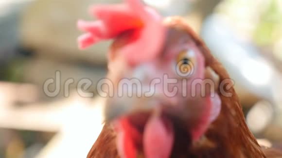 小鸡在看镜头特写镜头慢动作农村视频的预览图