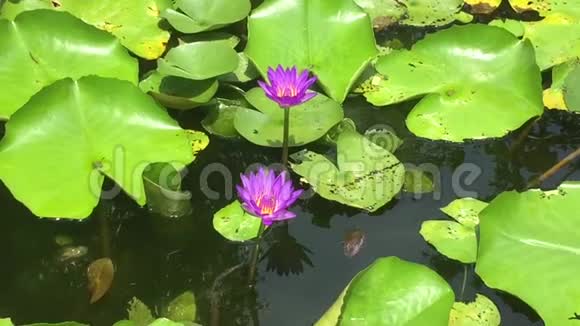 美丽的紫莲花粉虫吸虫视频的预览图