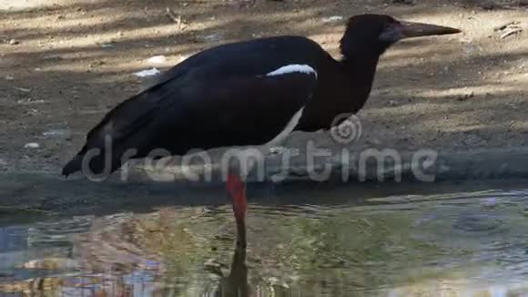 大黑鸟在找食物视频的预览图