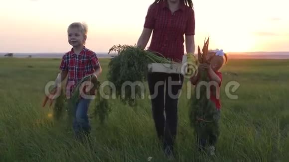 家庭幸福收获团队合作日落时分一家人在田野里收获蔬菜农业经营理念农场视频的预览图