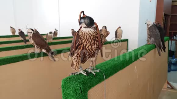在卡塔尔多哈的WaqifSouq市场销售猎鹰视频的预览图