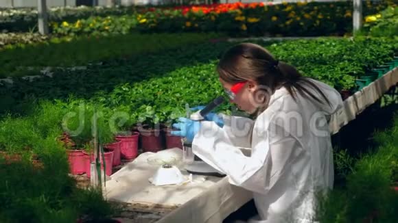 女植物学家在温室里用显微镜工作视频的预览图