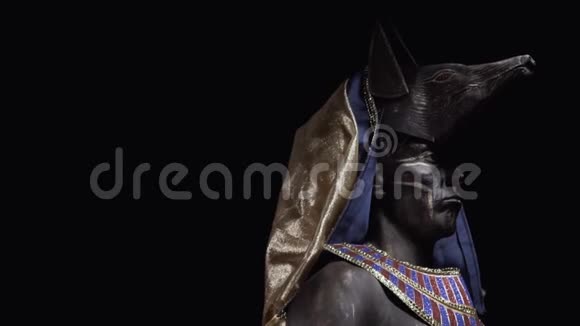 埃及神阿努比斯穿着古装侧面拍摄视频的预览图