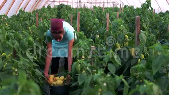 女农民拿着装有黄色甜椒的桶视频的预览图
