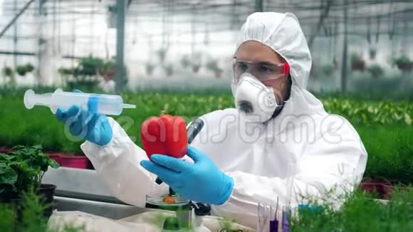 一名植物学家用注射器将液体注入胡椒瓶基因改造食品概念视频的预览图