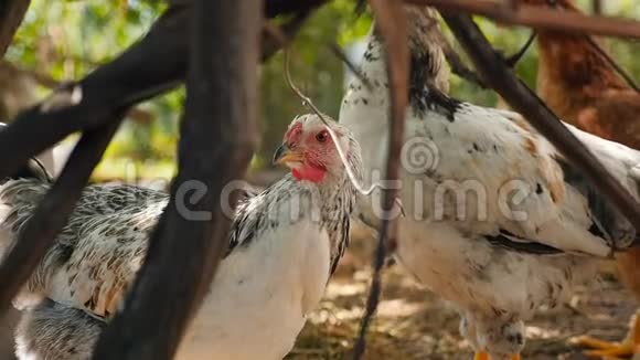 年轻的母鸡在农场里吃草慢动作户外活动视频的预览图
