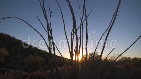 纺富基耶拉植物视频的预览图