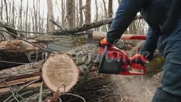 一棵倒下的树干被伐木工人用特写镜头锯开视频的预览图