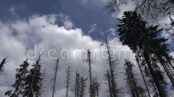阿尔兹山脉森林自然景观区针叶树顶端上空的蓝天和云层时间流逝视频的预览图