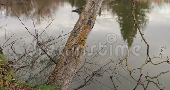有树木和芦苇的小湖景色优美视频的预览图