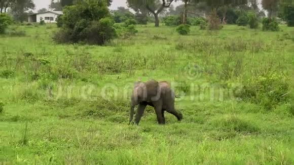 一个小象孩生活在野外在野外的大草原上坦桑尼亚视频的预览图