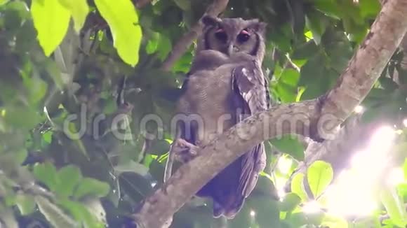 非洲斑点鹰鸟栖息在树上视频的预览图