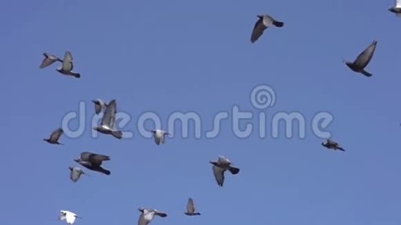 蓝天里的鸽子视频的预览图
