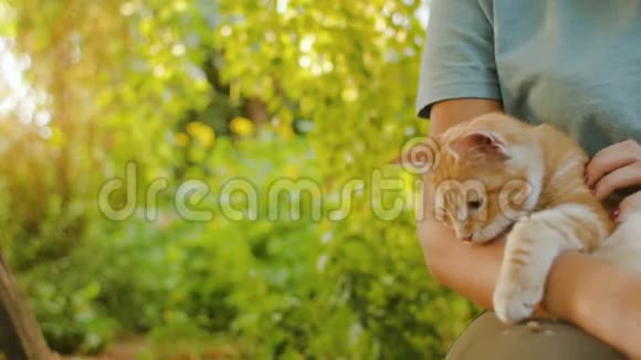 可爱的红色小猫躺在一个女孩的膝盖上坐在院子里的木凳上背景是绿色的树叶在大自然中行走视频的预览图