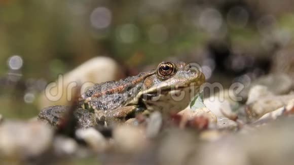 欧洲常见的蛙属颞叶呼吸背景模糊前景好奇视频的预览图