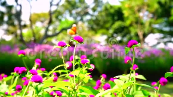 美丽的自然阳光在花园里合上新鲜的紫色苋菜花蝴蝶飞舞视频的预览图