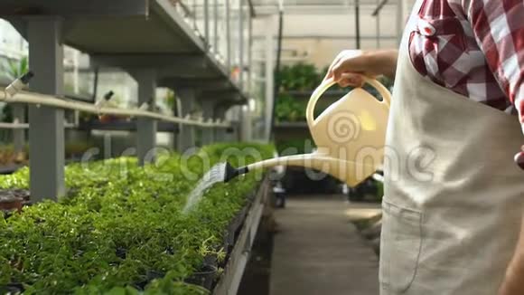 男性农民从罐头装饰植物生产生活方式中浇灌植物视频的预览图