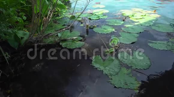 赫维兹湖上的百合花和鸭子视频的预览图