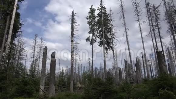 在美丽的山脉哈兹森林自然景观区的晴天死树和森林死亡视频的预览图