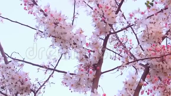 风中的粉红色花朵视频的预览图