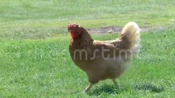 小鸡在院子里散步视频的预览图