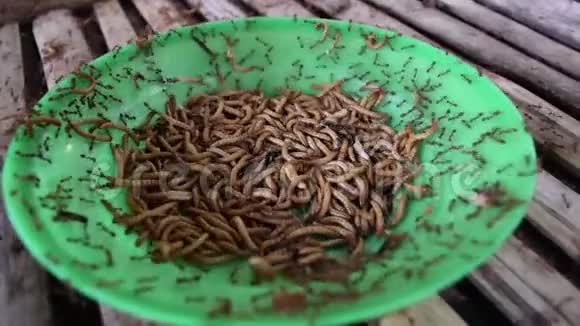 蚂蚁正在吃新鲜的饭虫视频的预览图