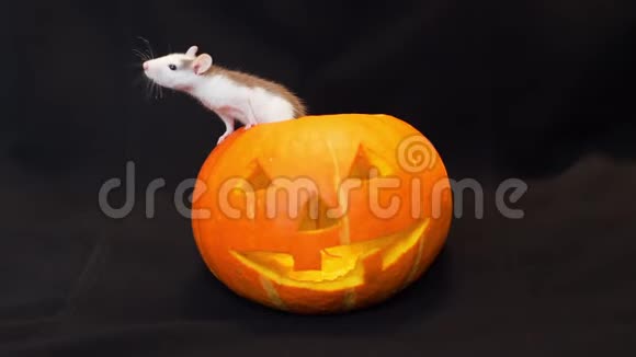 小老鼠爬在灯笼上视频的预览图