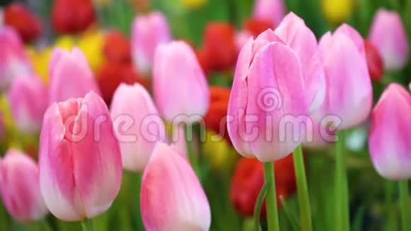 合上美丽的粉红色郁金香花清新的自然花和风吹来视频的预览图