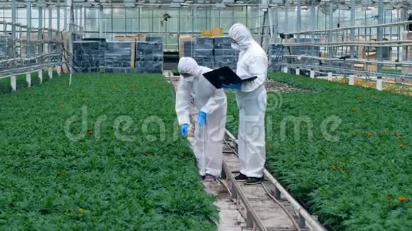 两个植物学家在一个温室里检查盆栽药剂师注射杀虫剂视频的预览图