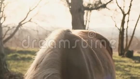 马背的特写镜头年轻的金发女郎正试图把黄色的马鞍缓慢地放在上面视频的预览图
