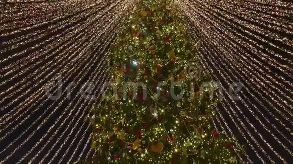 户外装饰的高大圣诞树视频的预览图