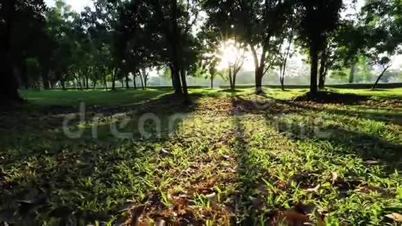 早晨的阳光透过树林树干间有阴影视频的预览图