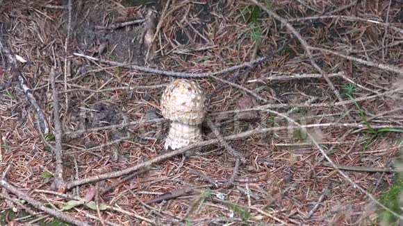 干燥的森林地面上的白色蘑菇有针叶树叶视频的预览图
