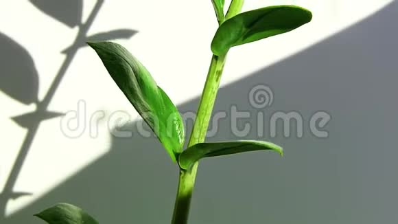 热带扎米沟植物分枝叶白底视频的预览图