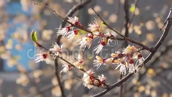 初春的枝头长满了白花果树视频的预览图