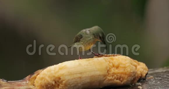 热带雨林中的小鸟红腿蜂视频的预览图