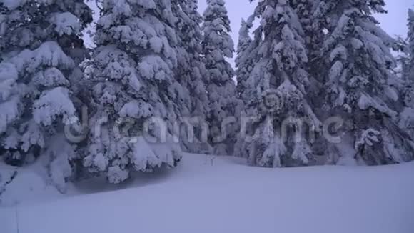 冬天的风景阳光明媚的早晨白雪覆盖的白桦林中的霜冻树木视频的预览图