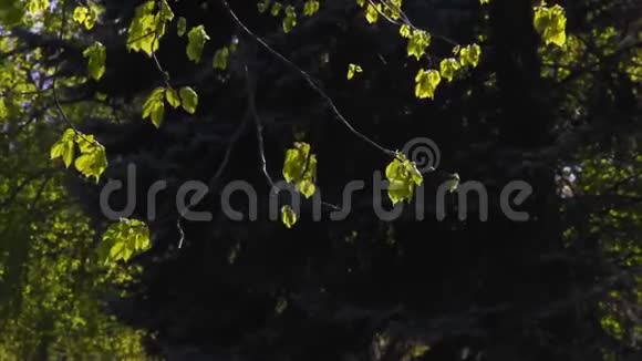 林登或石灰树的枝条刚刚出现新鲜的叶子视频的预览图