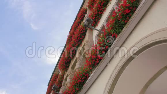 建筑物墙上的红花视频的预览图