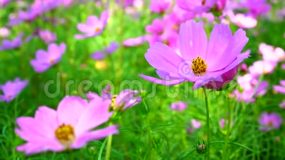 花园里清新的粉红色宇宙花美丽的大自然春天视频的预览图