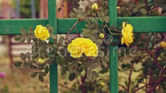 黄玫瑰随风飘扬视频的预览图