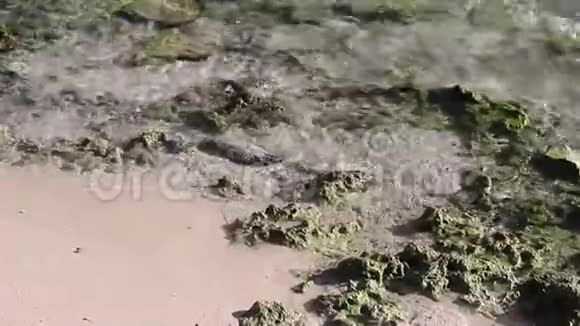 加勒比海透明水域视频的预览图