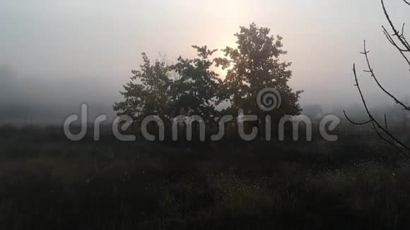 早晨和阳光透过树枝和雾当鸟儿看到它的时候视频的预览图