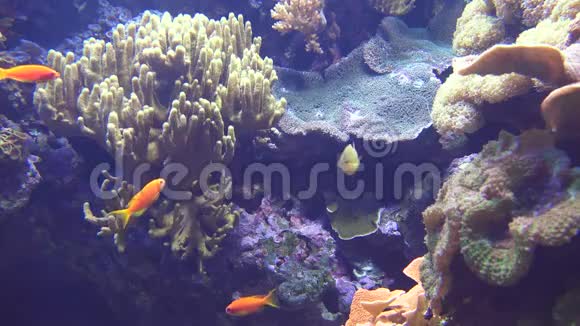 一个海底鱼缸视频的预览图