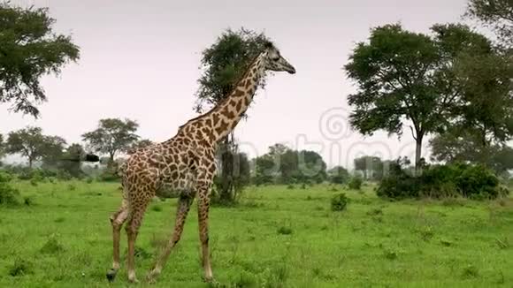 长颈鹿在坦桑尼亚的野生动物中行走视频的预览图