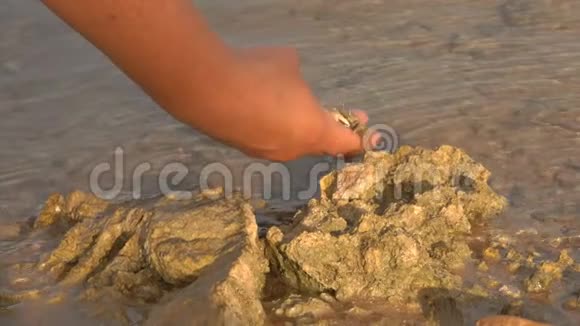 手在海石上取下一只小螃蟹视频的预览图