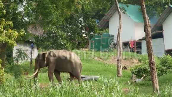 泰国库萨米伊岛在农业中利用动物的力量强壮的灰象在亚洲绿色地带工作视频的预览图