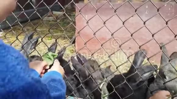 小男孩在笼中的青草里喂可爱的灰兔和黑兔视频的预览图