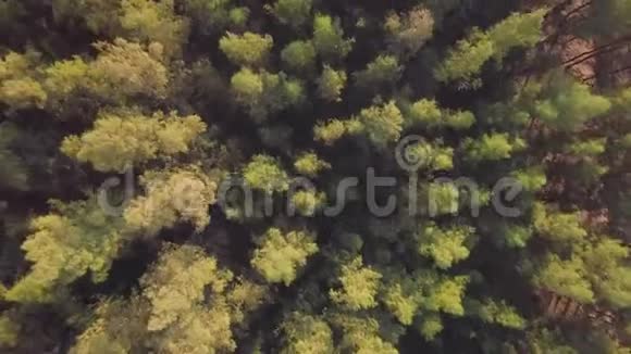 冬季常绿针叶林鸟瞰图视频的预览图